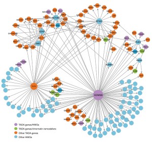 Reguladores maestros: Las fuertes genes candidatos para el autismo emergen a partir de dos grandes estudios de secuenciación que regulan la expresión de otros genes.
