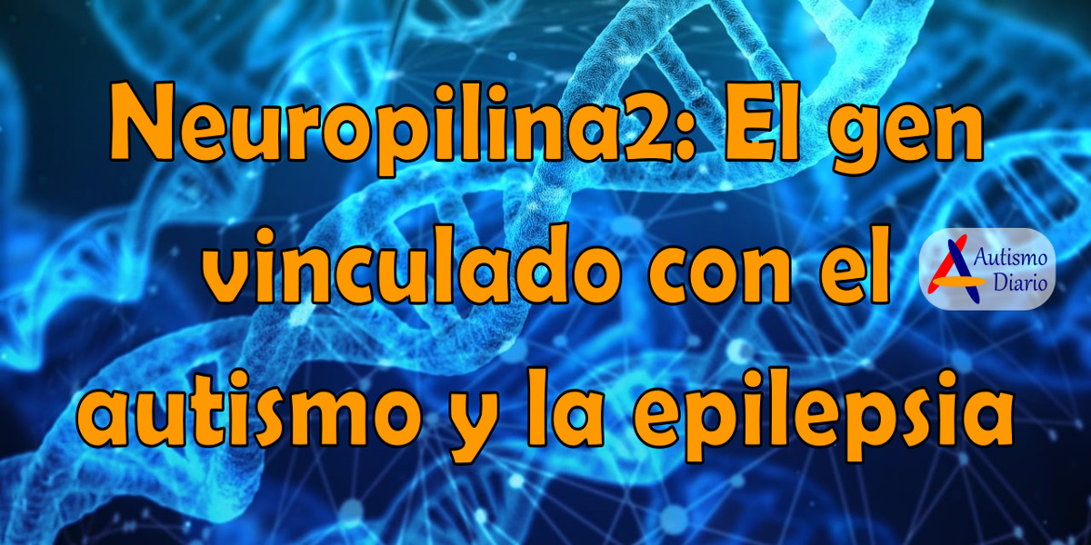 Neuropilina2 El gen vinculado con el autismo y la epilepsia